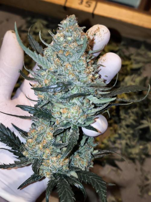 DOGNABISCUP #18 .P. Week 13