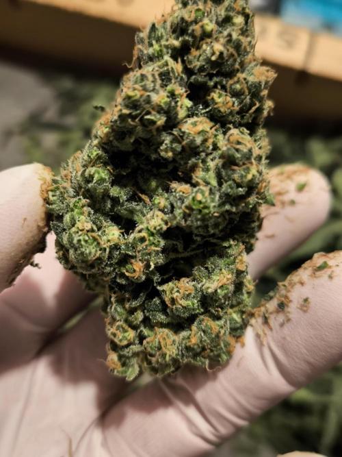 DOGNABISCUP #18 .P. Week 13