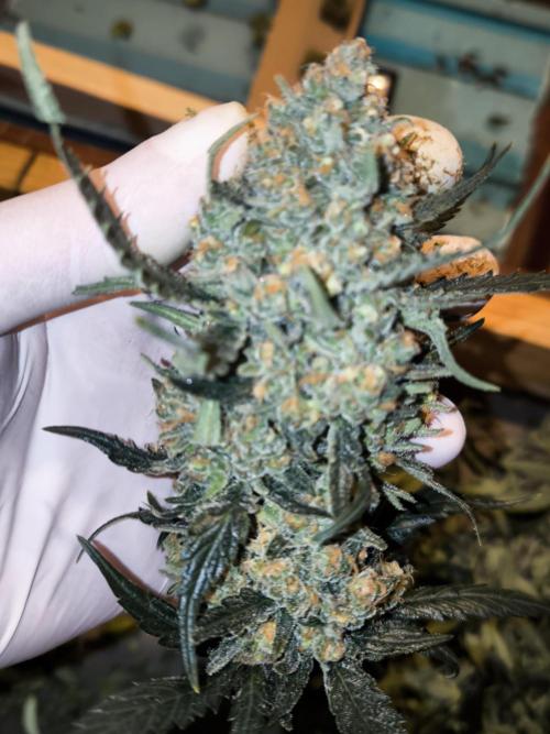 DOGNABISCUP #18 .P. Week 13