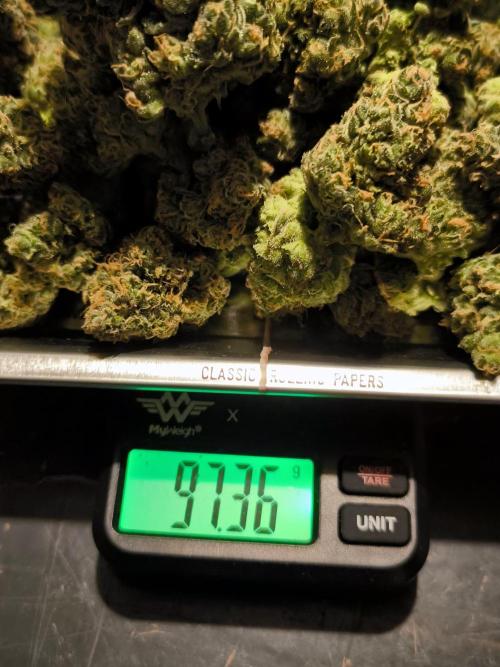 DOGNABISCUP #18 .P. Week 13