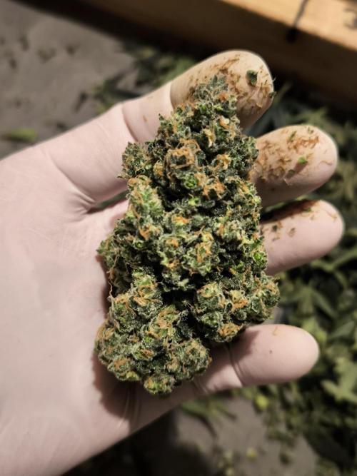 DOGNABISCUP #18 .P. Week 13