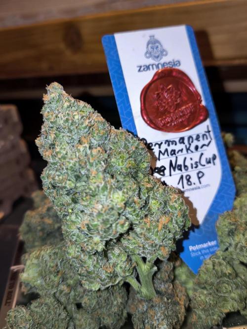 DOGNABISCUP #18 .P. Week 13