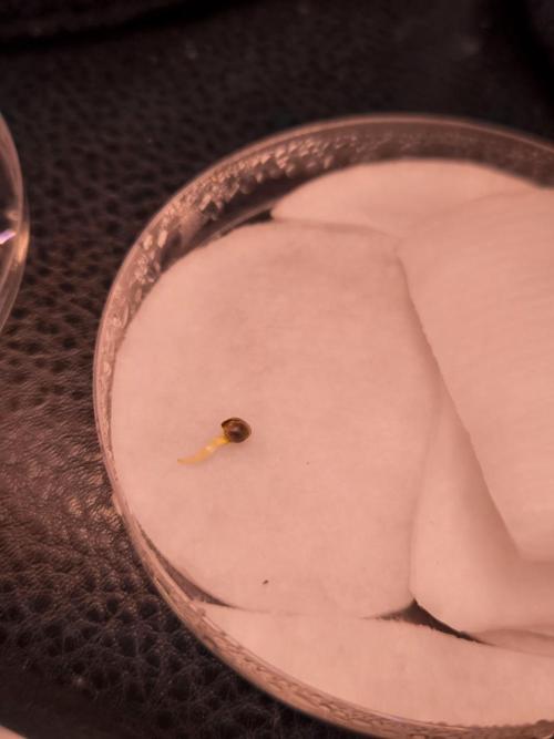 Paradise Seeds. Week 0