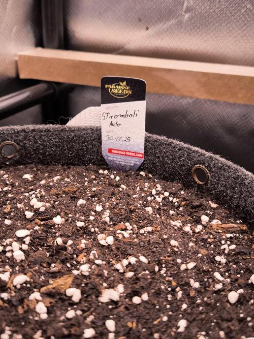 Paradise Seeds. Week 0