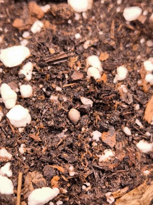 Paradise Seeds. Week 0