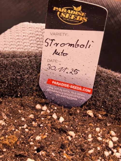 Paradise Seeds. Week 0