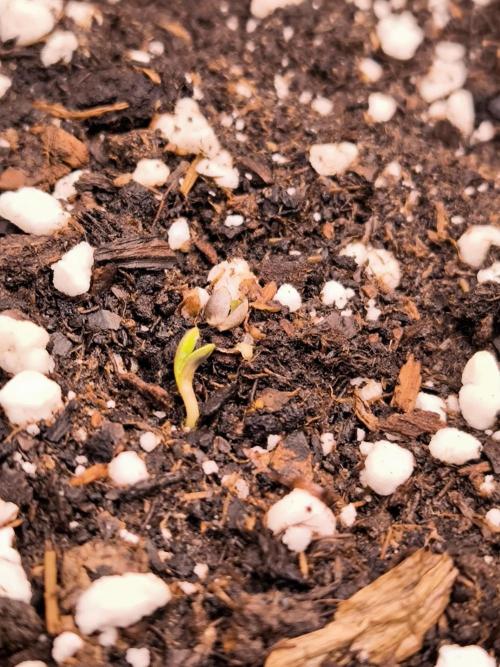 Paradise Seeds. Week 0