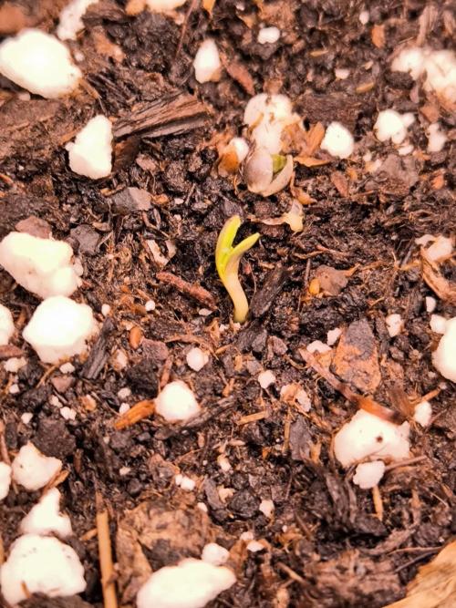 Paradise Seeds. Week 0