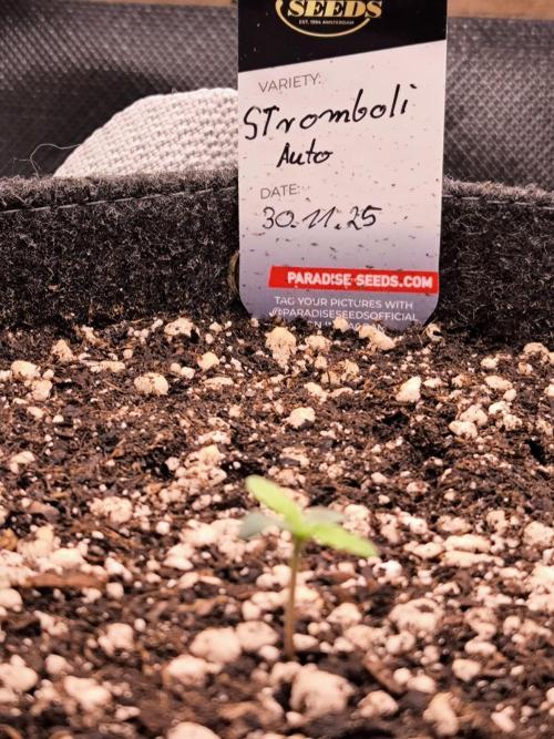 Paradise Seeds. Week 1