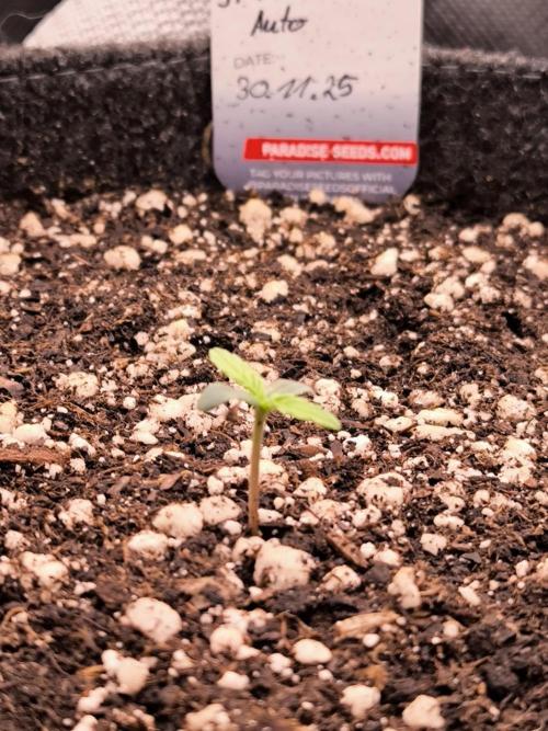 Paradise Seeds. Week 1