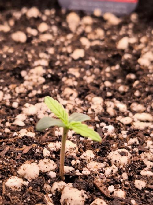 Paradise Seeds. Week 1