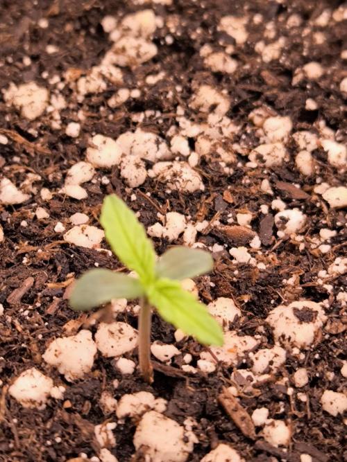 Paradise Seeds. Week 1