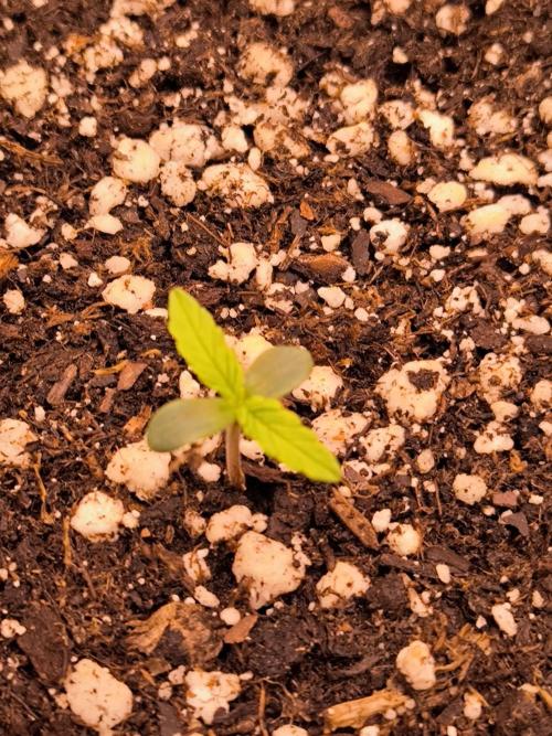 Paradise Seeds. Week 1