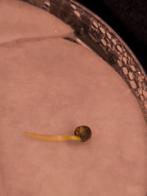 Sensible Part 2. Week 0