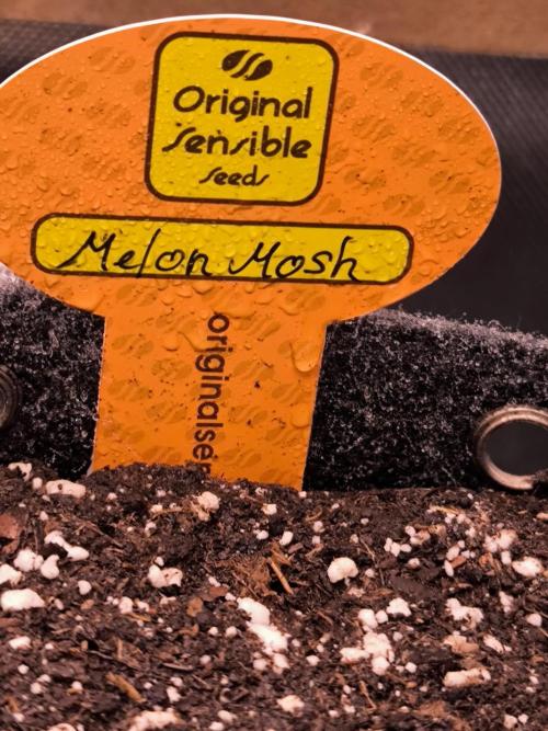 Sensible Part 2. Week 0