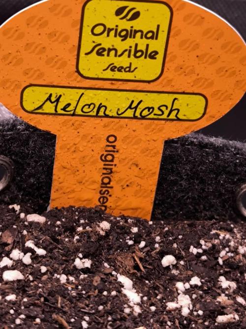 Sensible Part 2. Week 0