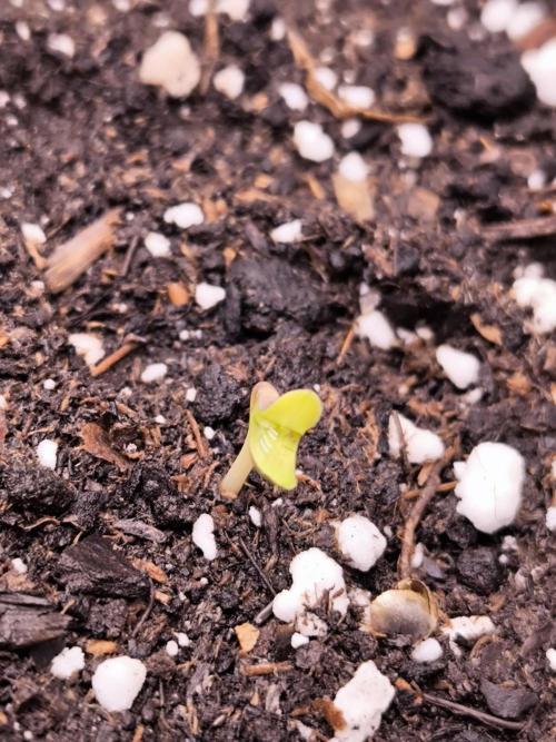 Sensible Part 2. Week 0