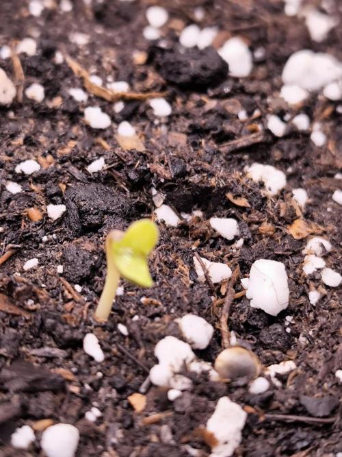 Sensible Part 2. Week 0