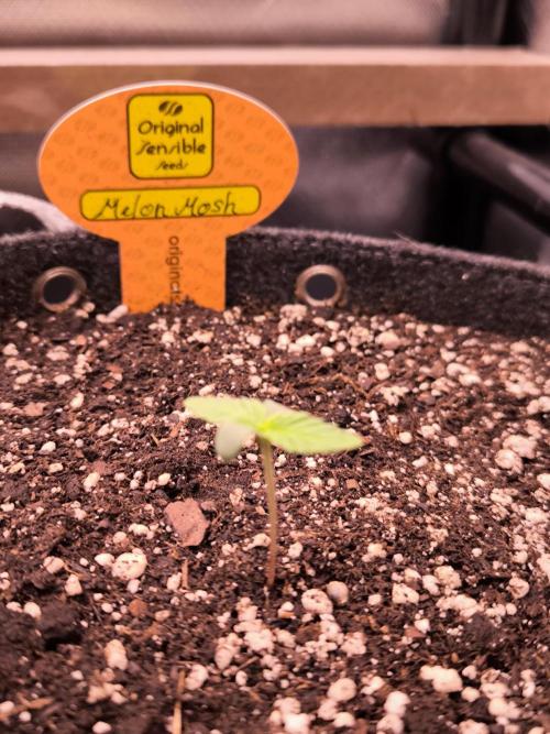 Sensible Part 2. Week 1