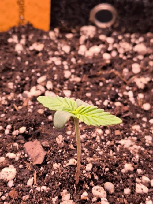 Sensible Part 2. Week 1