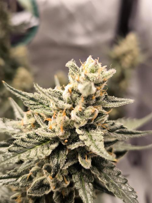 DognabisCup #18 .A. Week 13