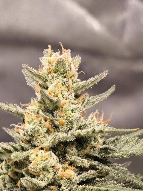 DognabisCup #18 .A. Week 13