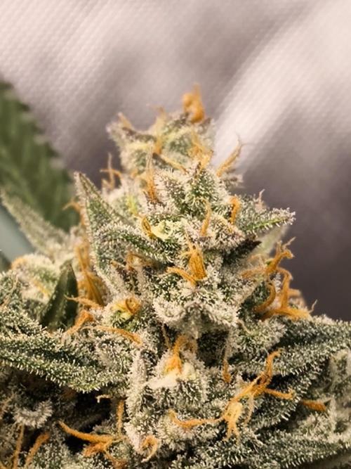 DognabisCup #18 .A. Week 13