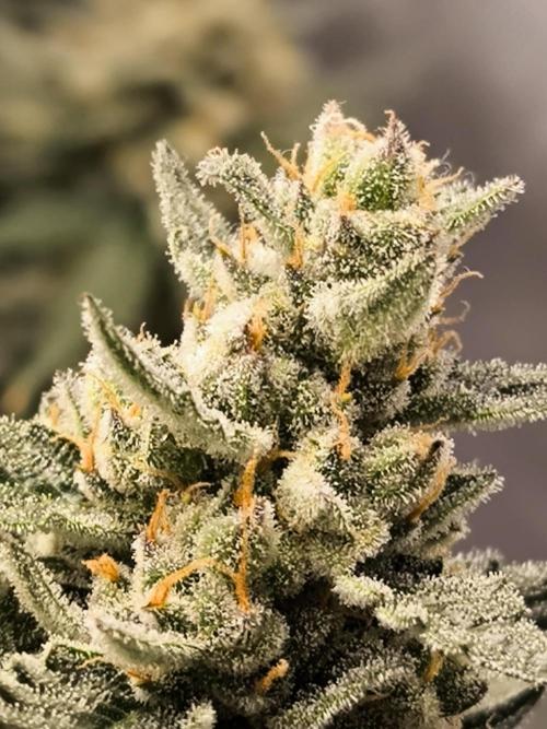 DognabisCup #18 .A. Week 13