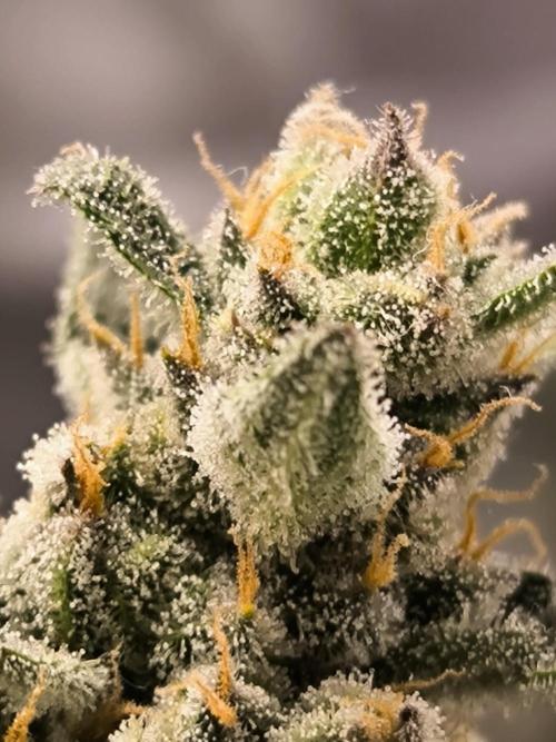 DognabisCup #18 .A. Week 13