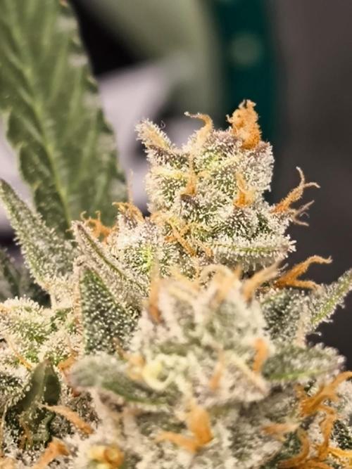 DognabisCup #18 .A. Week 13