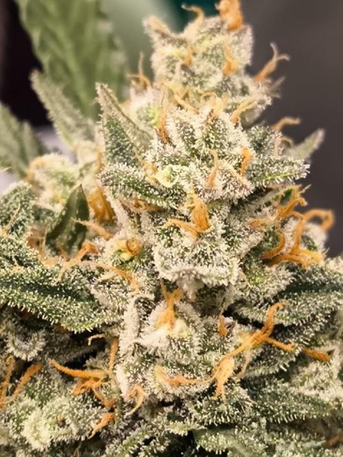 DognabisCup #18 .A. Week 13