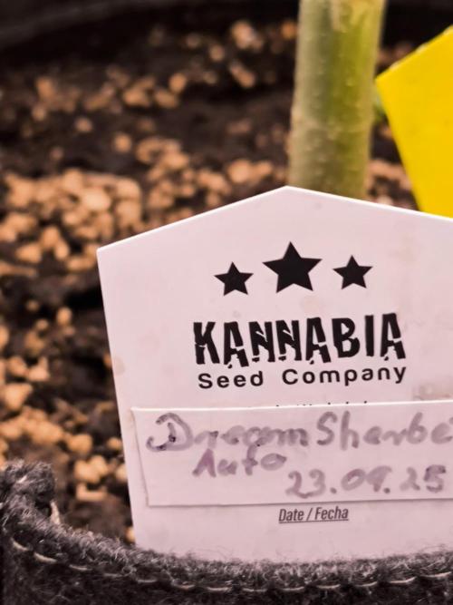 Dream Sherbet Auto. Week 11