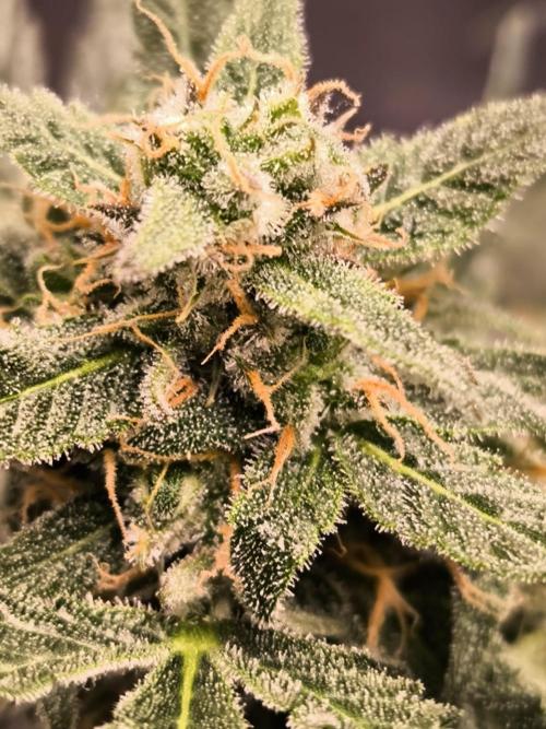 Dream Sherbet Auto. Week 11