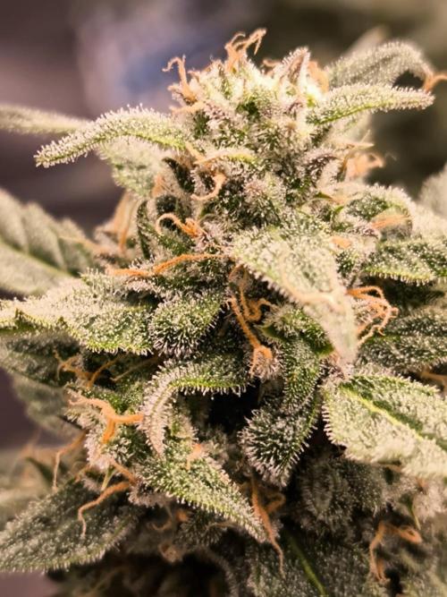 Dream Sherbet Auto. Week 11