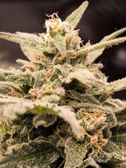 Dream Sherbet Auto. Week 11