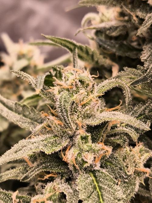 Dream Sherbet Auto. Week 11