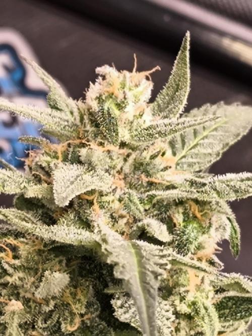 Dream Sherbet Auto. Week 11