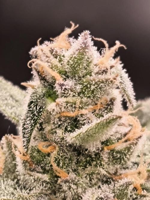 Dream Sherbet Auto. Week 11