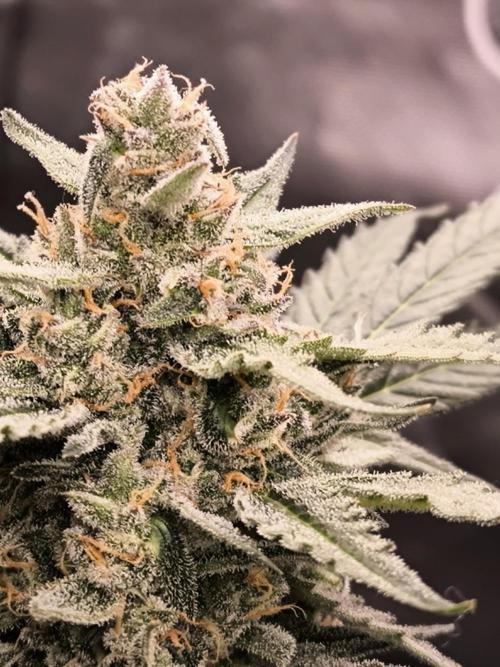 Dream Sherbet Auto. Week 11