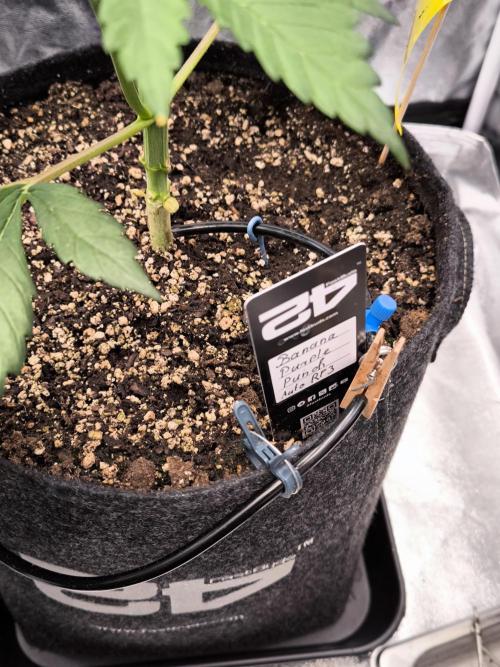 Fast Buds Banana Purple Punch RF3. Week 4