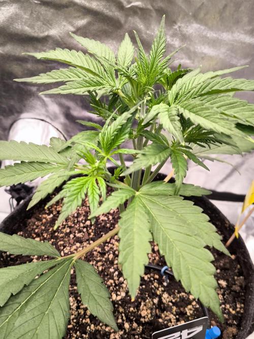 Fast Buds Banana Purple Punch RF3. Week 4