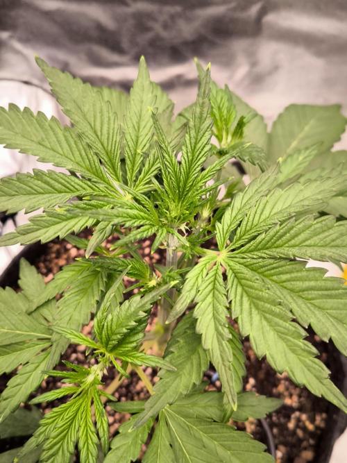 Fast Buds Banana Purple Punch RF3. Week 4