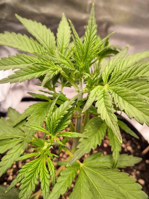 Fast Buds Banana Purple Punch RF3. Week 4