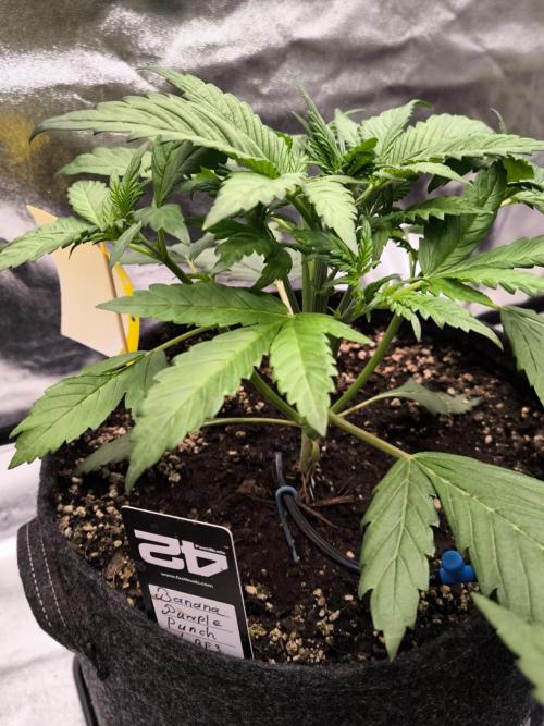 Fast Buds Banana Purple Punch RF3. Week 4