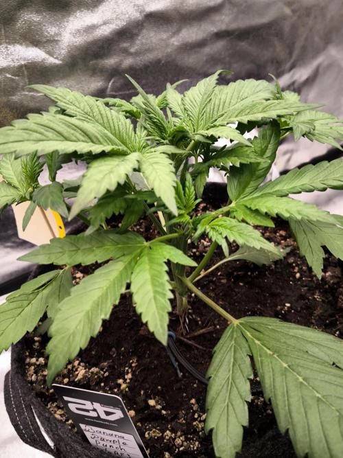 Fast Buds Banana Purple Punch RF3. Week 4