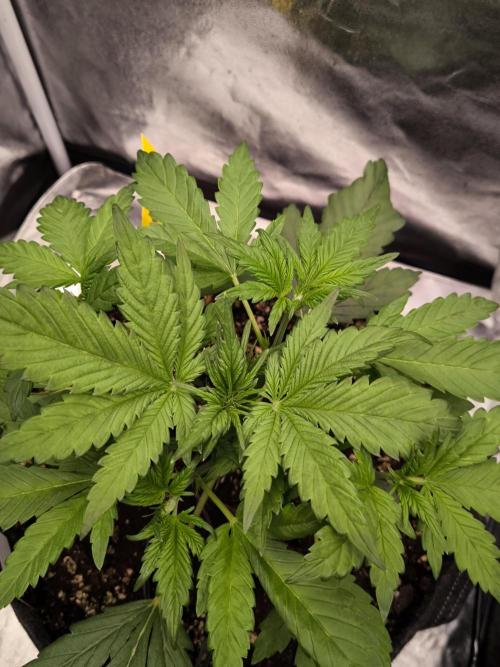 Fast Buds Banana Purple Punch RF3. Week 4