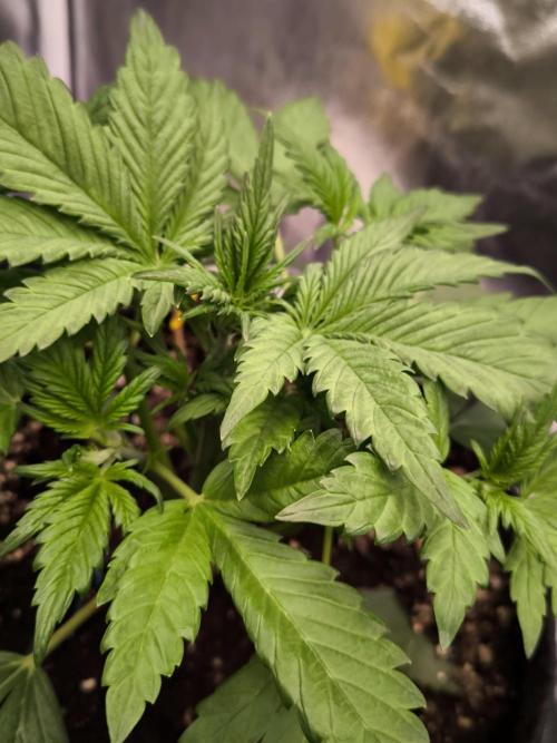 Fast Buds Banana Purple Punch RF3. Week 4