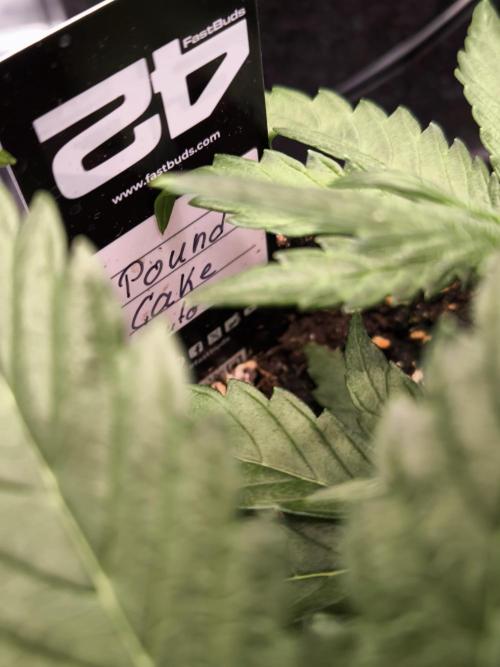 Fast Buds Pound Cake . Week 4