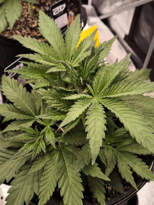 Fast Buds Pound Cake . Week 4