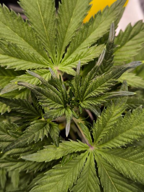 Fast Buds Pound Cake . Week 4